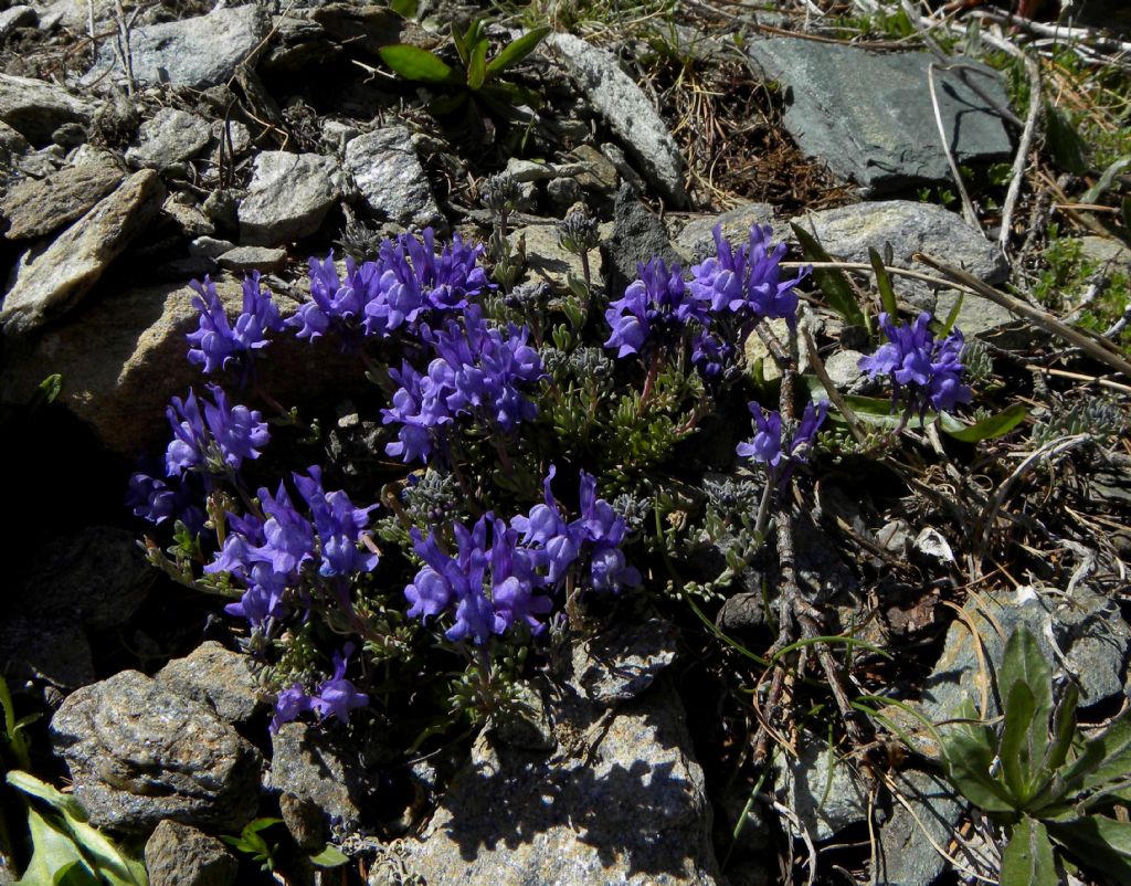 Succulenta? Saxifraga?...ricerca infruttuosa... Linaria alpina !